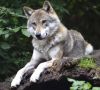 COREPER  Pristaje li Hrvatska na povećanje broja vukova? Poljoprivrednici ljuti, oglasilo se Ministarstvo