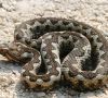 Znanstvenici zabrinuti, ovo je opasno: Otrovne zmije vjerojatno će masovno migrirati