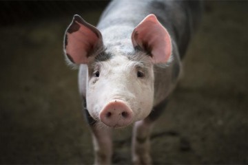 Kina zabranila uvoz svinja iz Hrvatske zbog afričke svinjske kuge