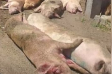 Kada nestane argumenata – Pupovac vraća priču na rat