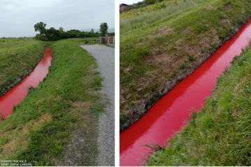 KAO IZ HOROR FILMA Krvavi potok teče u Dumovcu: 'Užasno smrdi po cijele dane'