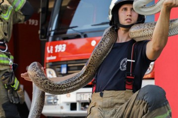Splitski vatrogasci hvatali zmiju, pomagali stradalima u prometnoj pa onda gasili napušteno vozilo