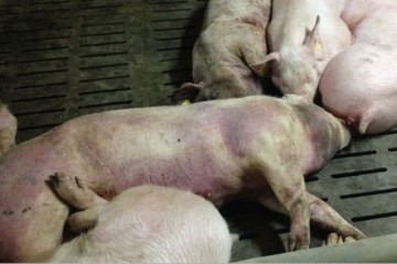 Afrička svinjska kuga ugrožava svinjogojstvo u Hrvatskoj, 22 000 malih gospodarstava u problemu