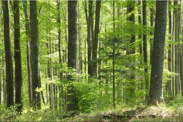 ZAJEDNIČKO PRIOPĆENJE REAGIRANJE NA NAPADE ZELENIH AKTIVISTA Šumarske institucije stale u obranu Hrvatskih šuma