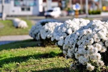 Uoči dana sjećanja na žrtve Domovinskog rata: raskošnim multiflorama oživljena Vukovarska ulica