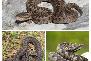 Ugrizao ga poskok dok je brao šparoge: Kako umanjiti šansu od ugriza zmije?