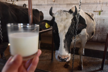 OZBILJNO UPOZORENJE IZ POLJOPRIVREDNE KOMORE: Hrvatska bi mogla ostati bez vlastitog mlijeka