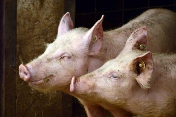 Jedna je obitelj lišila svoje svinje života: Razlog nije bila afrička svinjska kuga