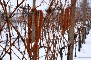 Danas je Vincekovo, veliki goričarski blagdan