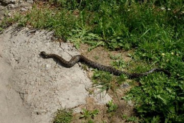 Htjela dohvatiti mobitel iz trave, pa je ugrizla zmija otrovnica